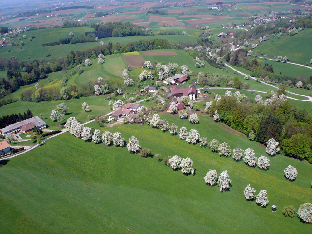 Mostblütenflug